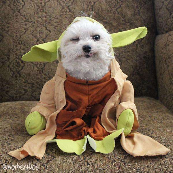 #Maythe4thBeWithYou 4
